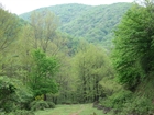 Arpalý