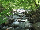 Arpalý